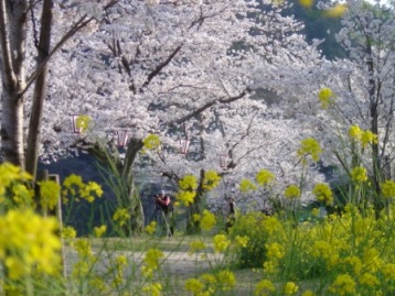 桜と菜の花１
