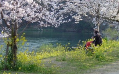 桜と菜の花２